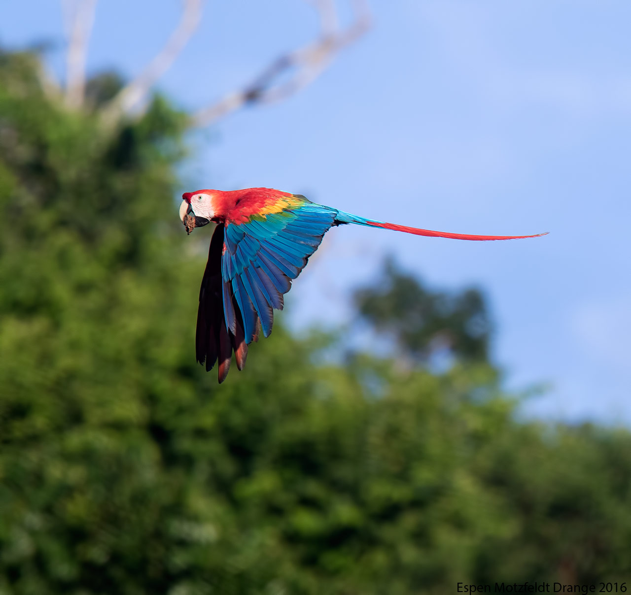 Scarlet Macaw_flight